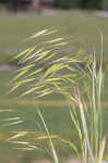 Field brome